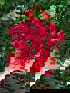 Box Envelope Com 14 Rosas