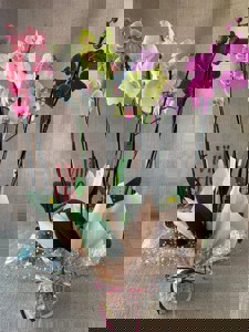 ORQUIDEA PHA. 2 HASTE