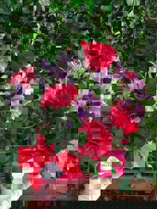 Box Envelope Com Buque 6 Rosas