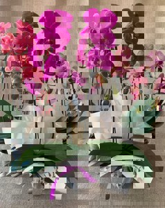 ORQUIDEA CASCATA 2 HASTE