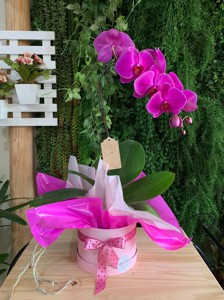 BOX COM ORQUIDEA CASCATA 1 HASTE